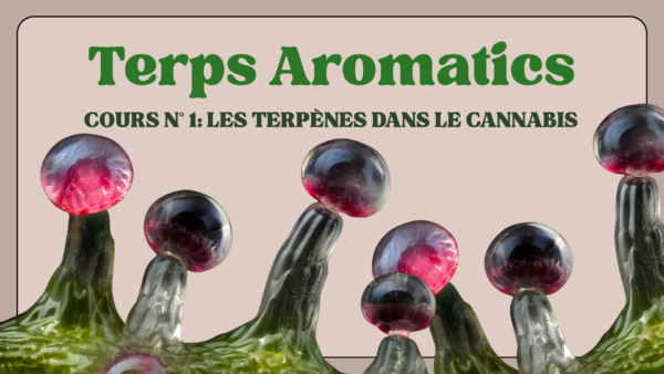 Cours n°1: Les terpènes dans le cannabis (Membres AFPC)