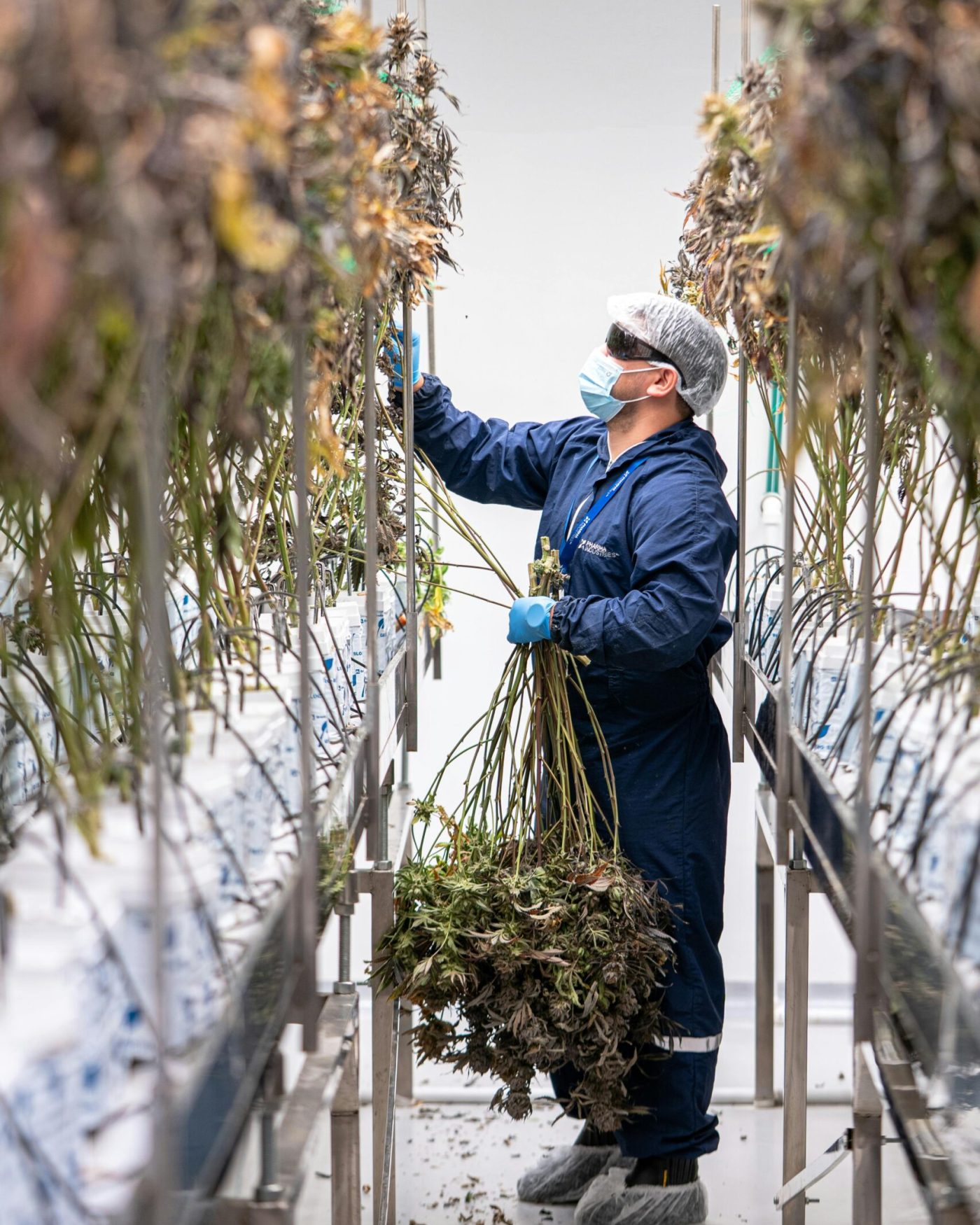 Worker collecting mature cannabis plants in a controlled indoor setting for medical or recreational use.