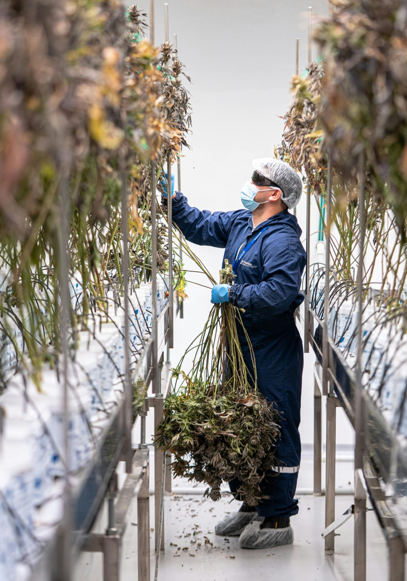 Worker collecting mature cannabis plants in a controlled indoor setting for medical or recreational use.